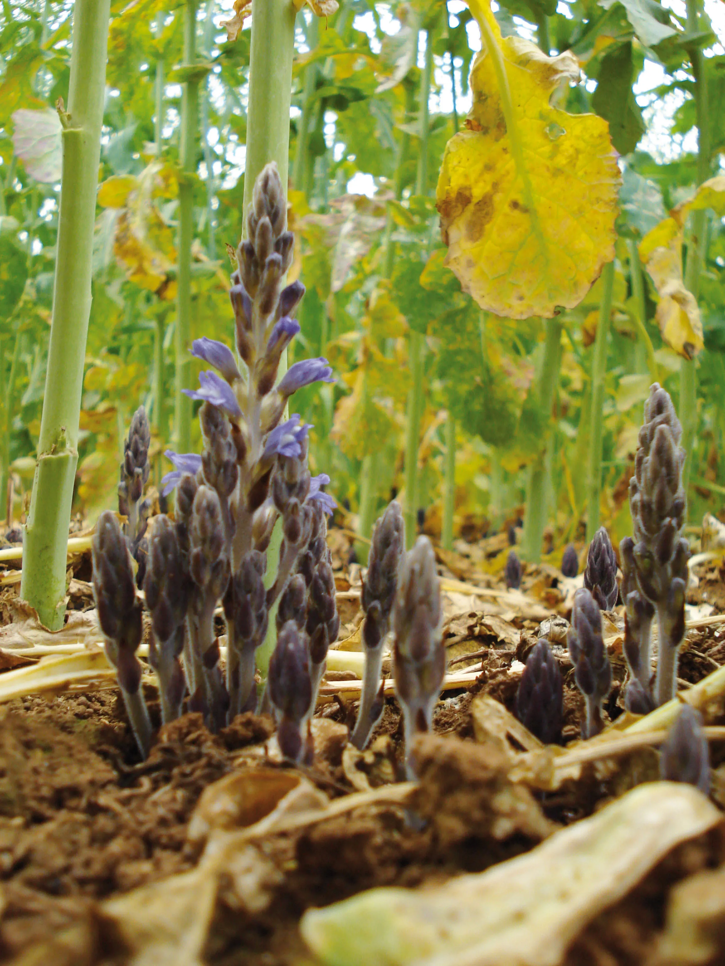 Orobanche Ramosa, the sneaky rapeseed parasite
